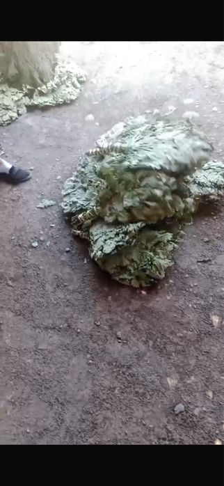 Веники для бани береза и дуб