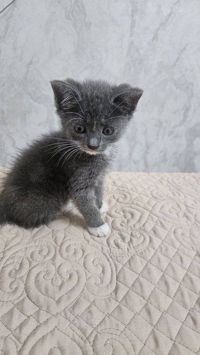 Отдам котенка девочка в хорошие руки