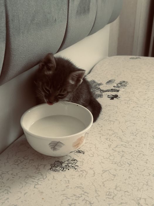 Котик маленькиии
