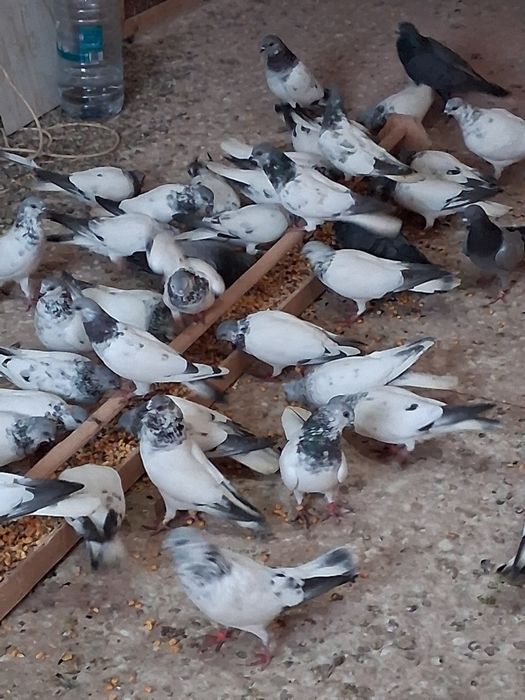 Porumbei zburator de budapesta