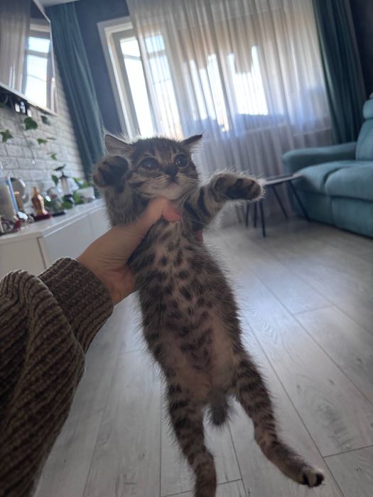 Котенок пиратка