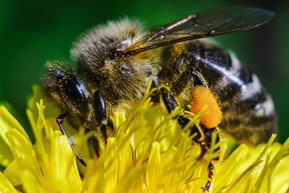 Объектив Carl Zeiss Jena Triotar