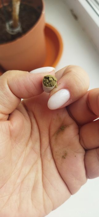 Капсулы Молекула Molecule Plus