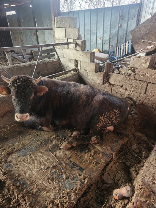 Продам бычков с откорма