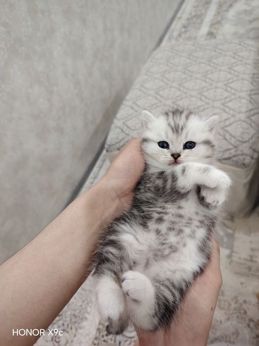 Скотиш Фолд ва Серебристая Шиншила болачалари