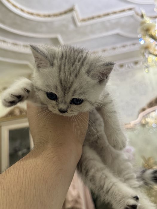 Продаются чисто кровный серебристий и залатистый шиншиллы котяти