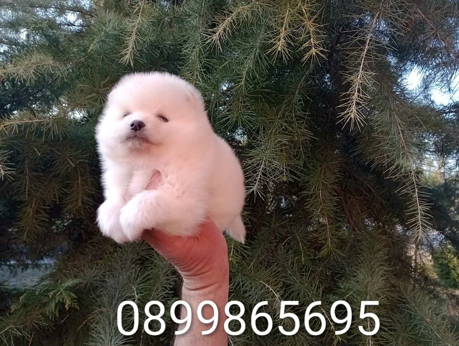 Бели и кремави Шпицлета!