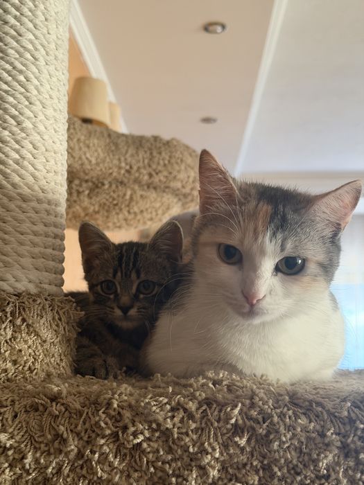 Котенок в добрые руки