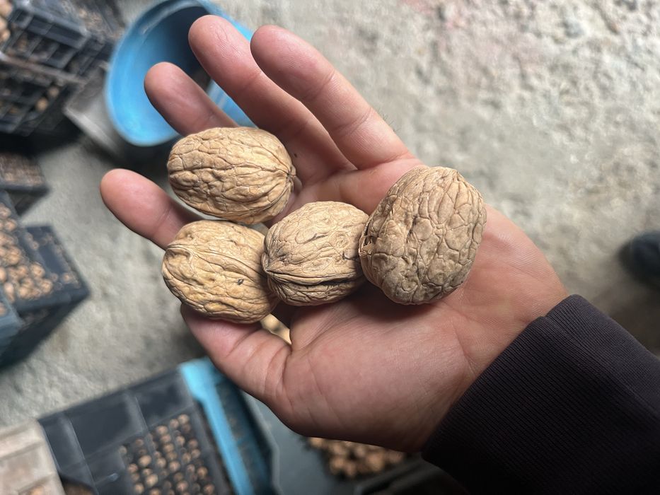Орехи сорт Чандлър