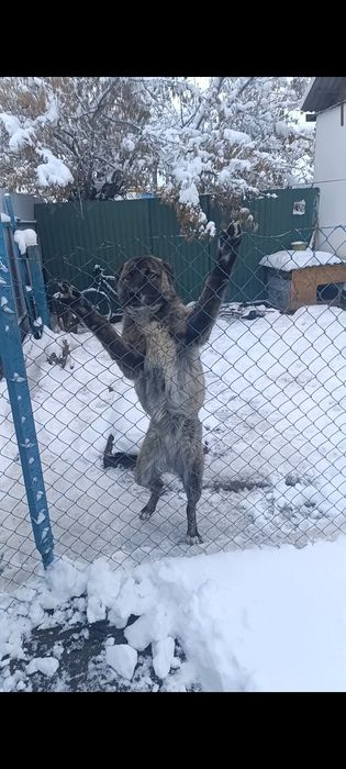 Отдам даром собаку