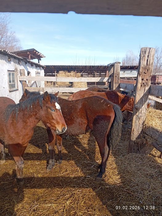 Продам жеребцов оптом на откорме .