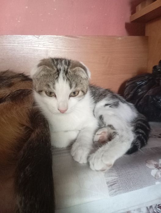 Котята девочки!!