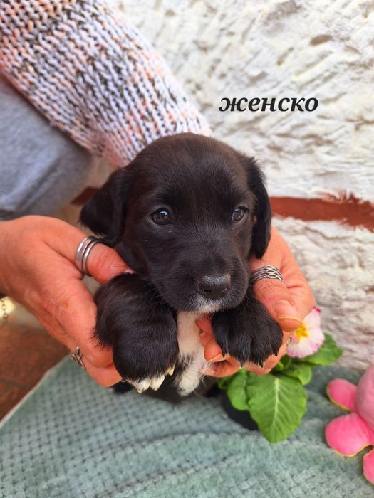 Малки  Кокер+Джак=сладури.