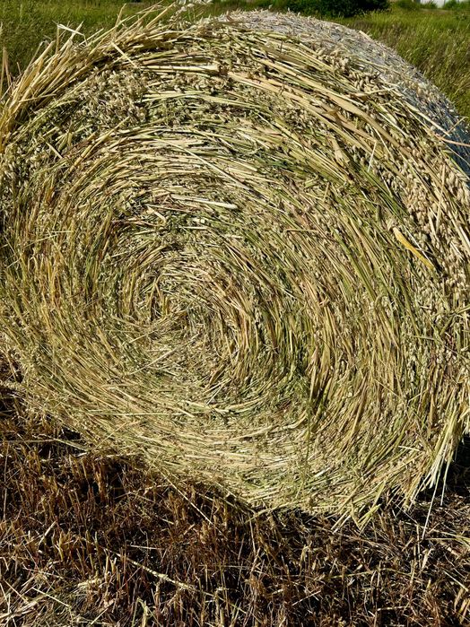 Люцерна / Сено и овес със зърното рулонни бали