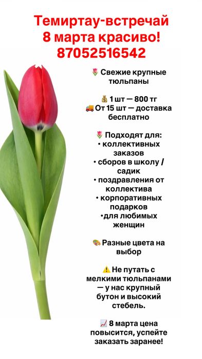 Тюльпаны крупные 800 тг предзаказ