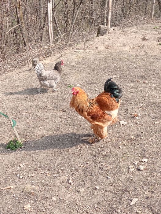 Găini Brahma Columbia și HD