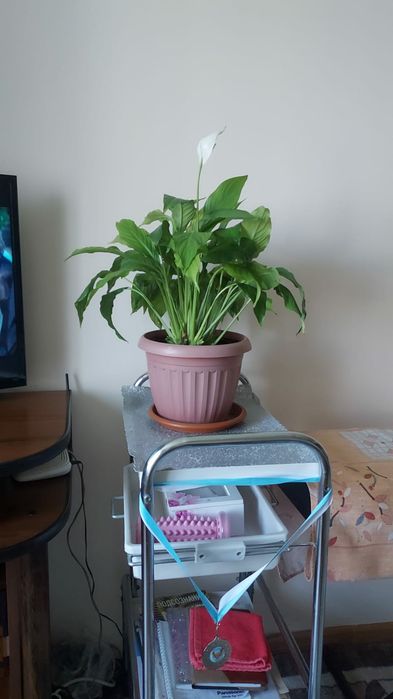 Продам цветок в горшке