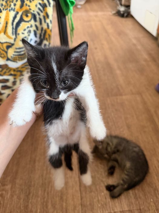 Красивые котята бесплатно