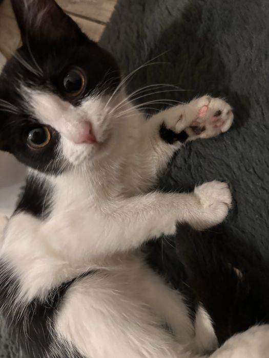 Ласковая кошечка ищет семью