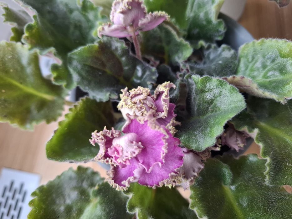 Violete 3 bucati