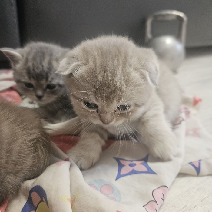 продам котят шатландцы