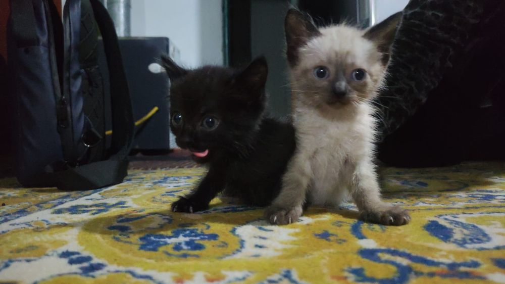 Отдам котят в добрые руки