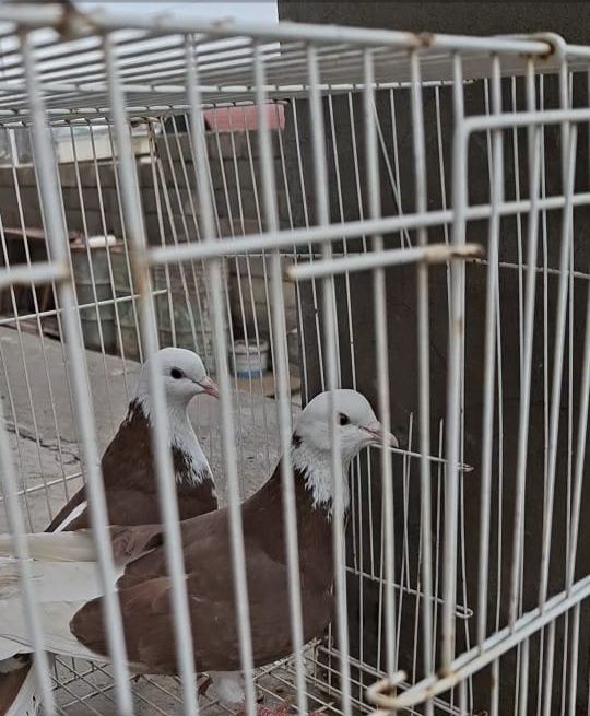 Продам    голуби белыйголовый