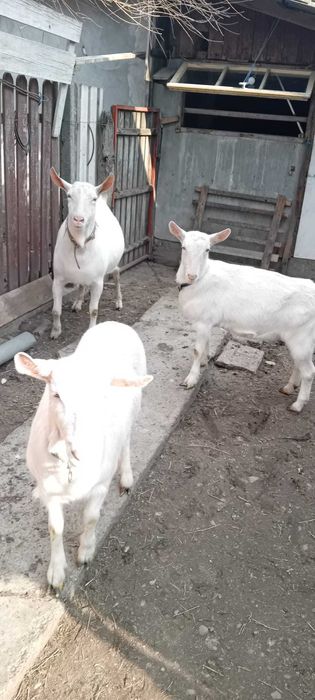 Tap Saanen si doua iedute