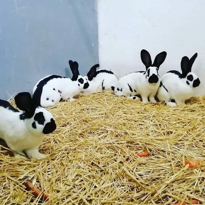 Кролик немецкий строкач