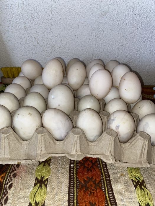 Oua de rațe romanești