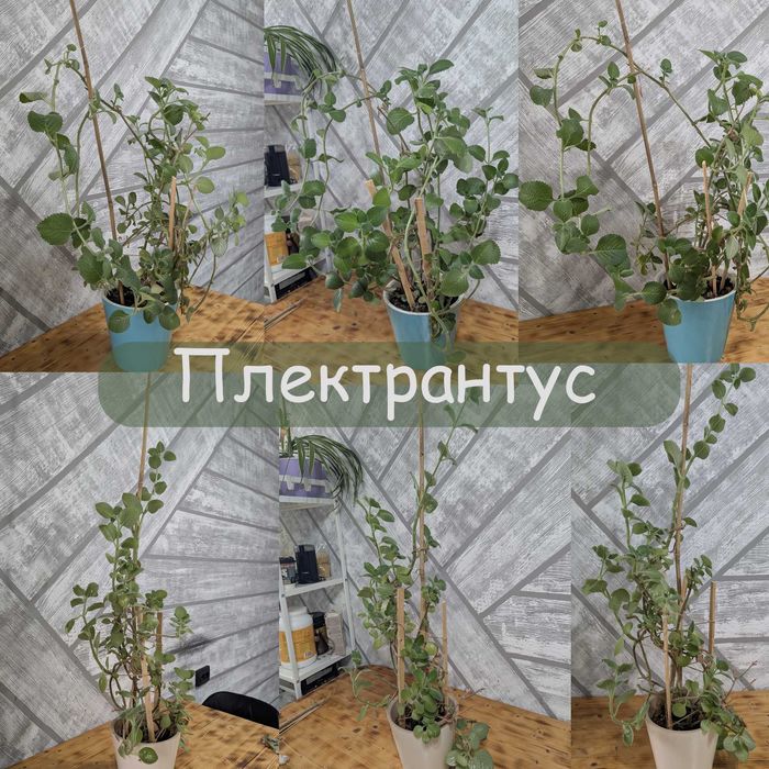 Плектрантус «Мольное дерево» / «Мухогон» — комнатное растение
