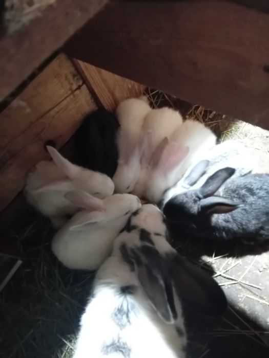 Vând iepurași metis în vârstă de 8-9 săptămâni