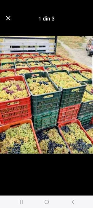 Struguri de vin direct din vie din Panciu  județul Vrancea