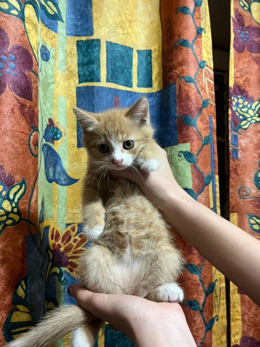 Отдам котят в добрые руки
