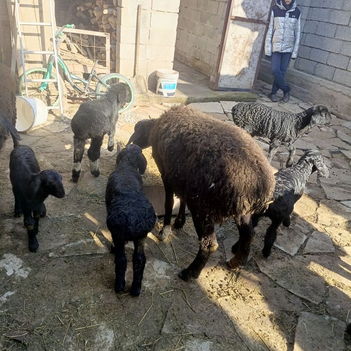 Қозылы қои 130000 саудасы бар