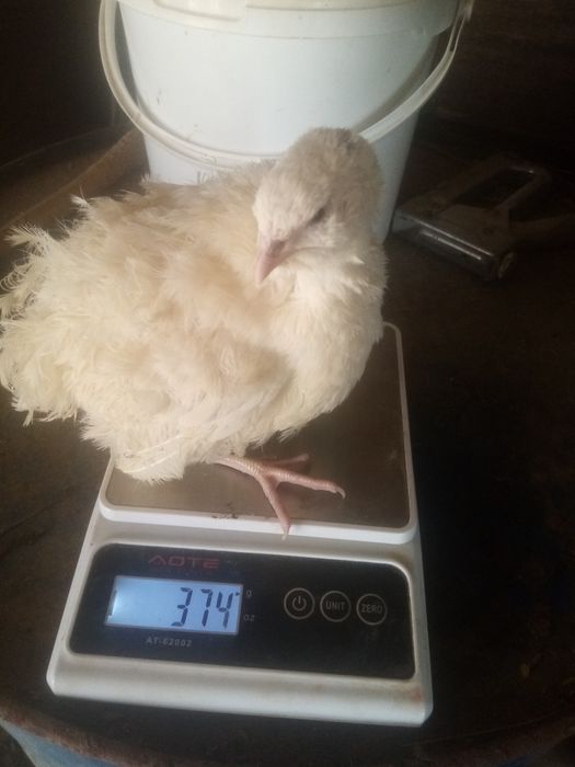 Перепелиные яйца, инкубационные.