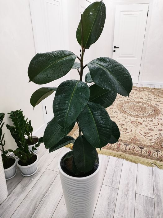 Комнатные растения. доставка