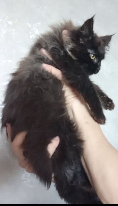 Грациозная пантера