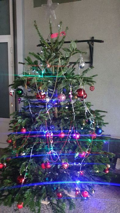 Ёлка из Дании настоящий