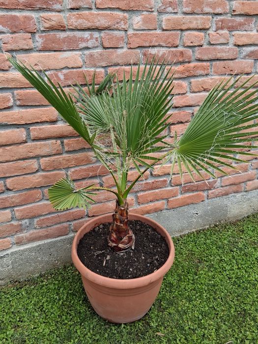 Palmier Washingtonia
