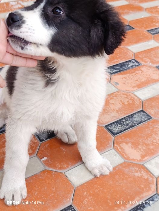 Chupon kuchuk 1.5 oylik erkak