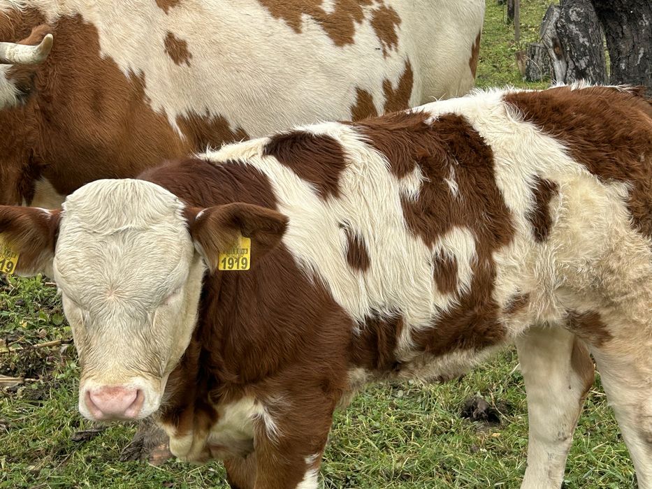 Vand vaca baltata romanesca