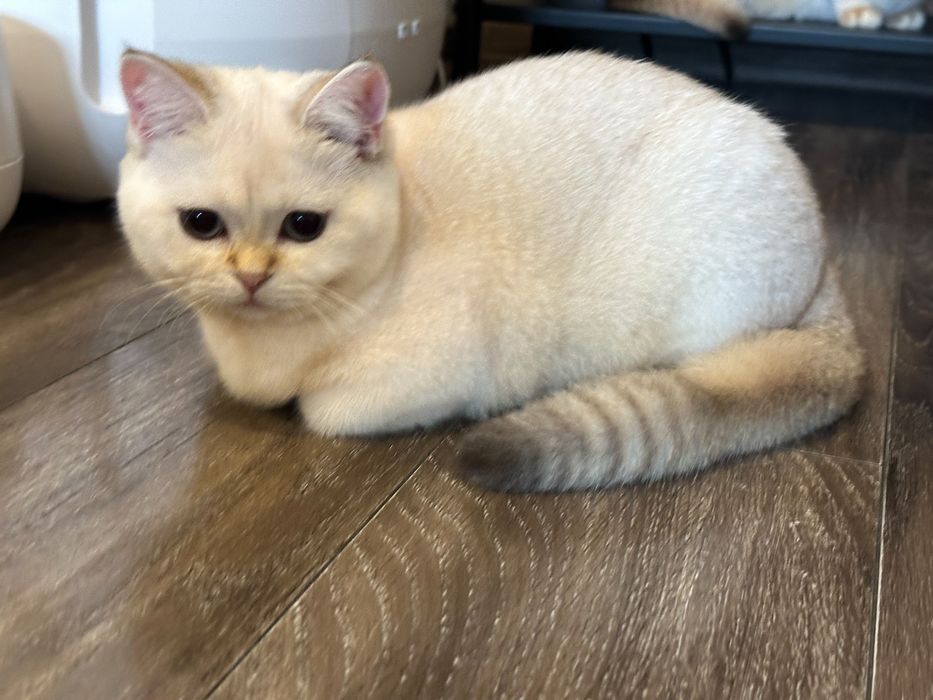 Fetita superba british shorthair! Certificat pedigree!