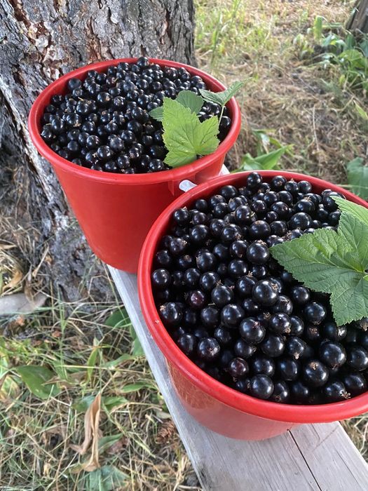 Продам дачную ягоду черной смородины