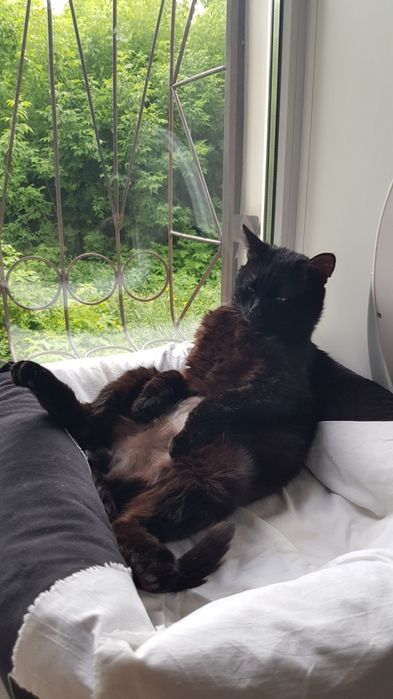 стерилизованный кот