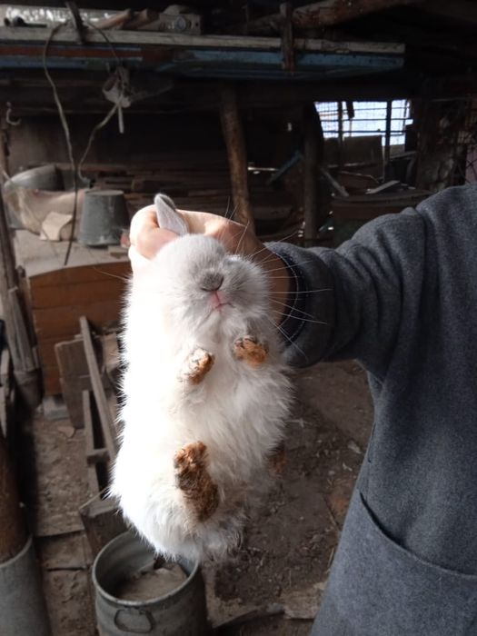 Продам Кроликов Великаны