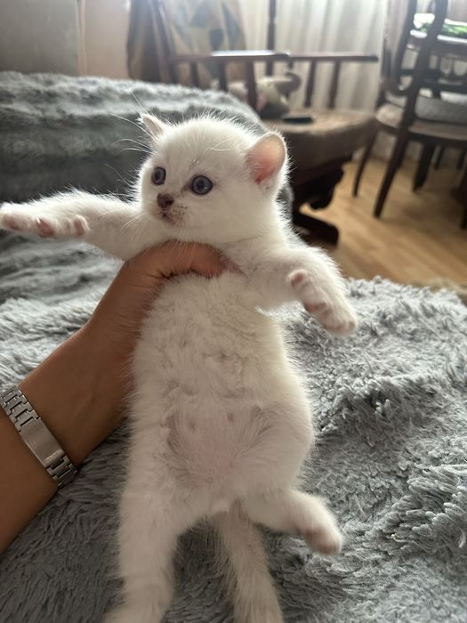 Породистые котята