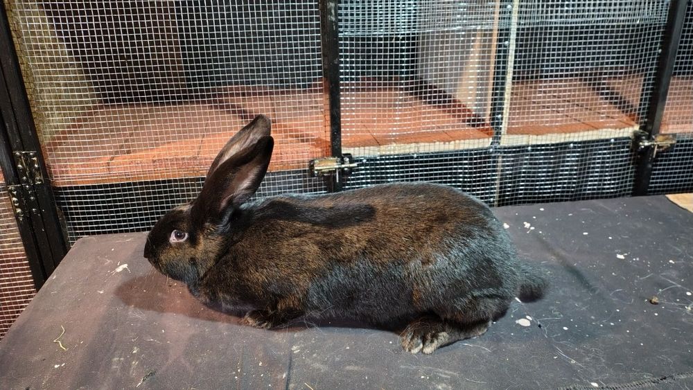 Două iepurite fluture german