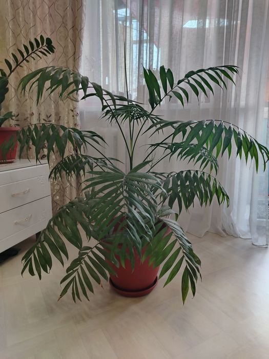Продаётся комнатная пальма