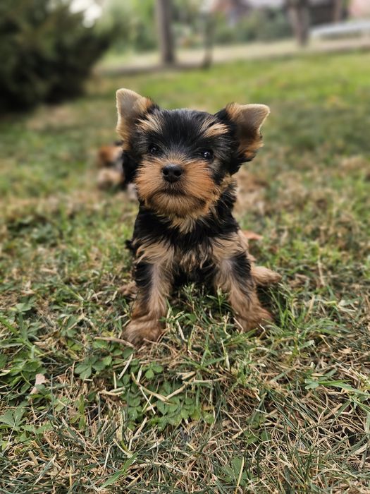 Малко сладко момченце